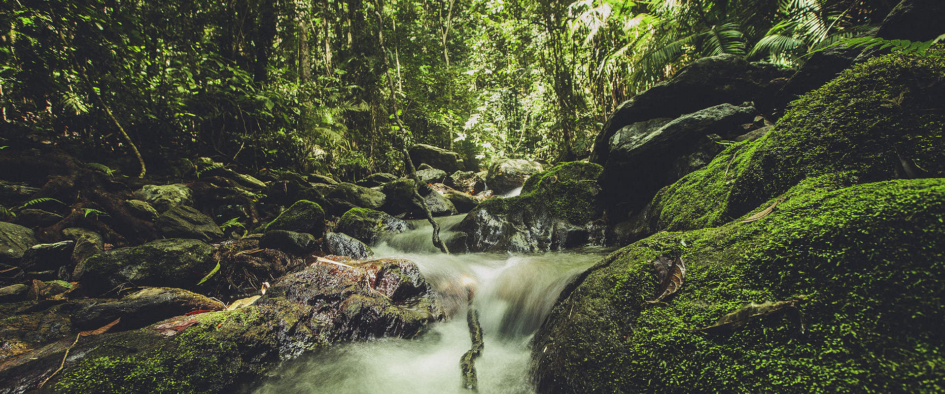 Daintree Rainforest